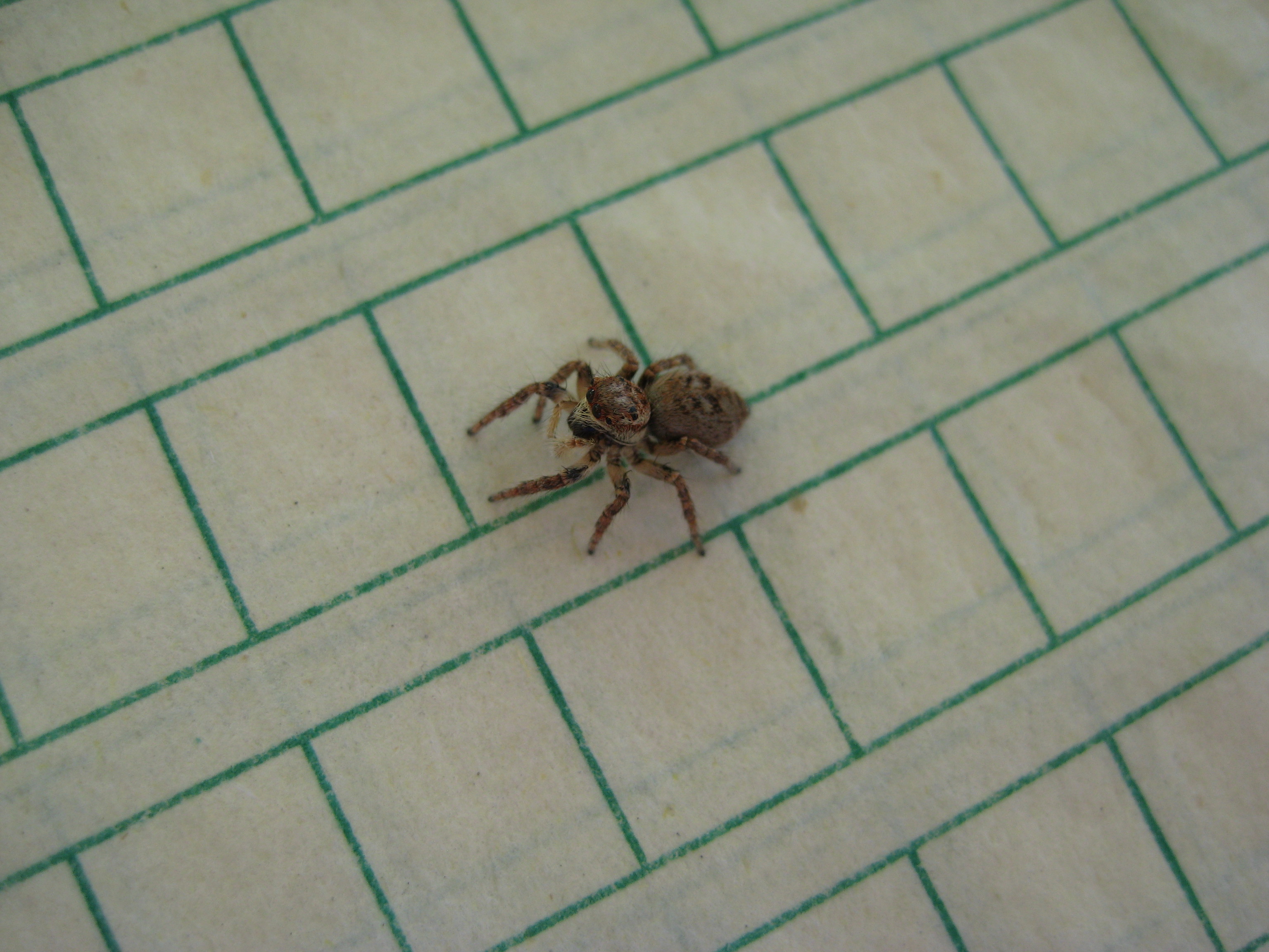 小说 XIAOSHUO 小說