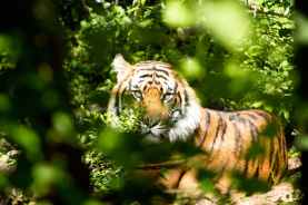 tiger-nature-zoo-wild-162306