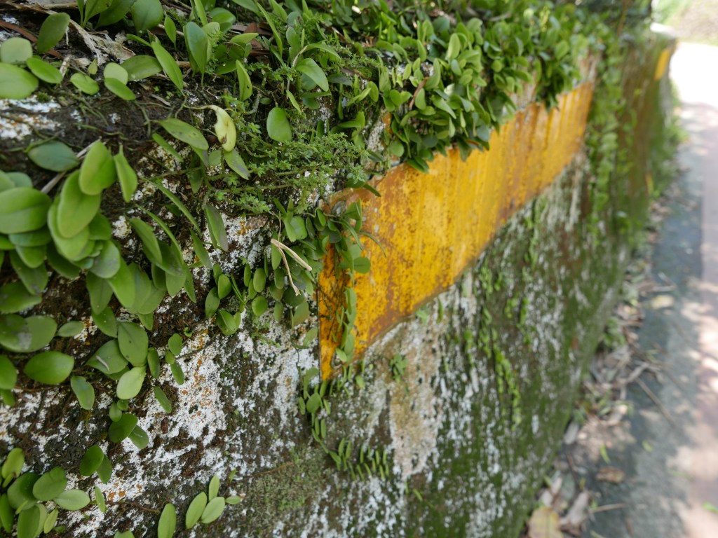 Ecologizing Taiwan: Cities, Sounds and Supersensitivity